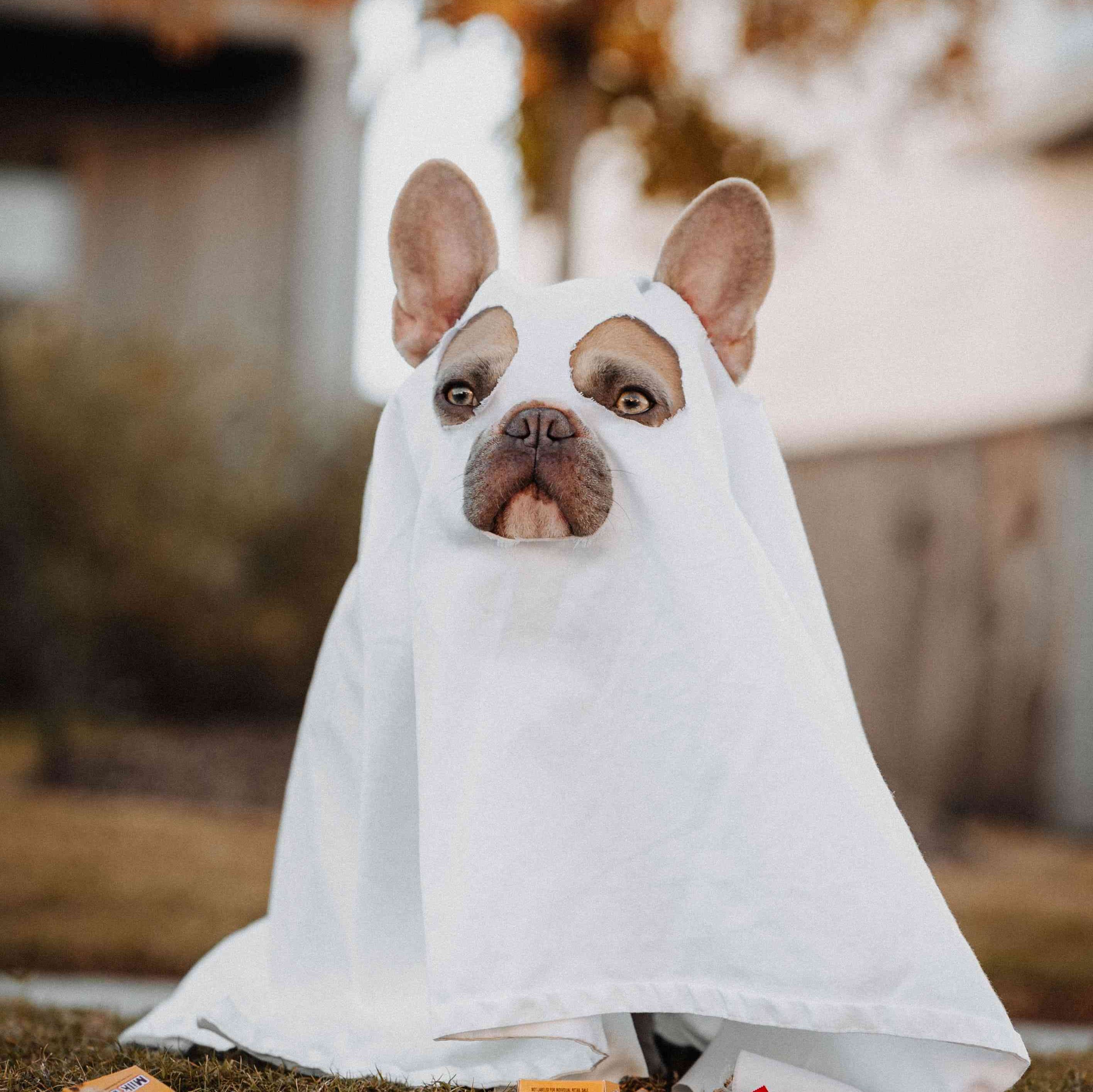 French bulldog in a ghost Halloween costume